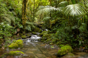 nature retreat in Panama rainforest
